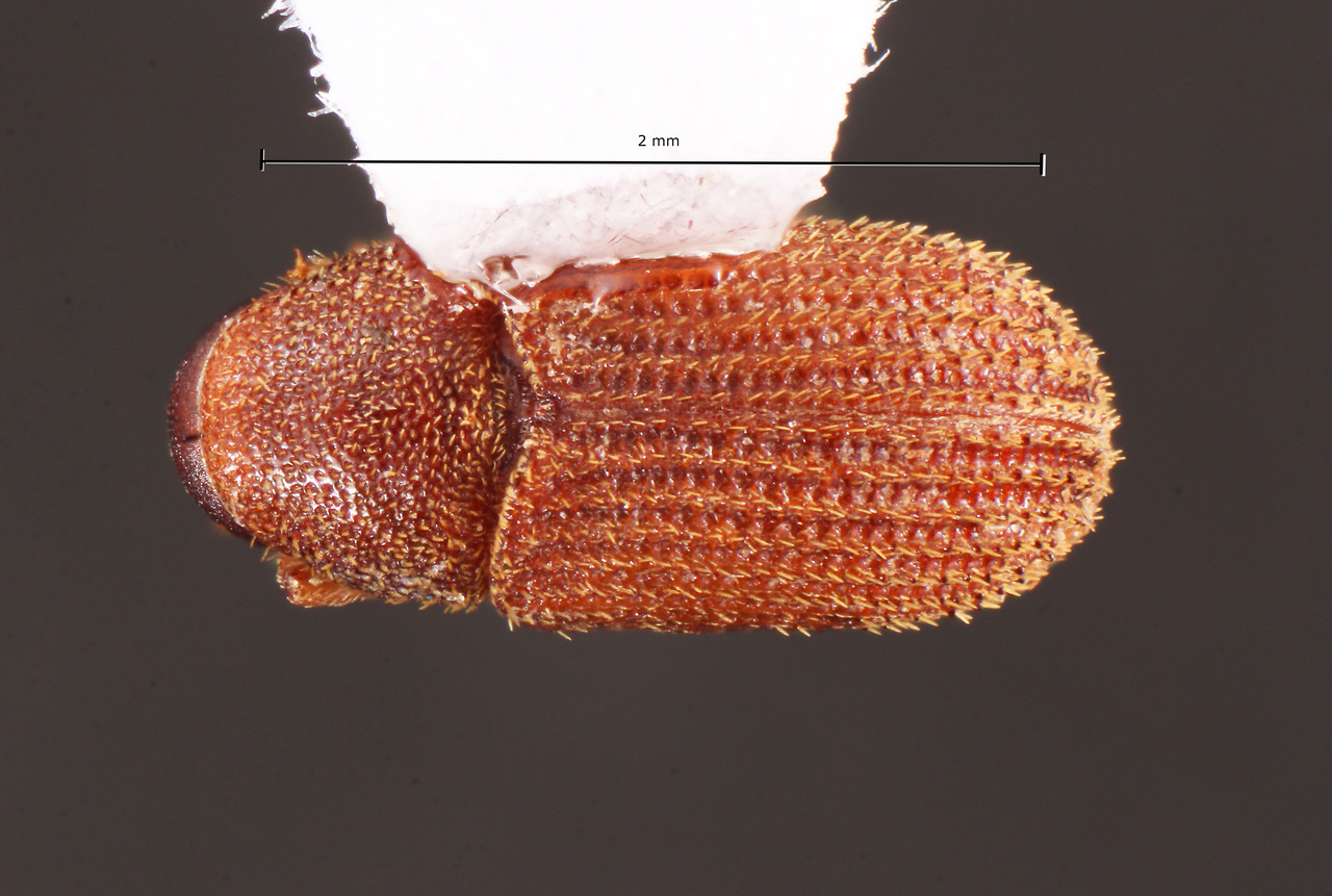 Genus / Species: Hylurgopinus rufipes | Image Author: TH Atkinson | Location: United States, Florida, Dunedin | Collection: University of Texas Insect Collection