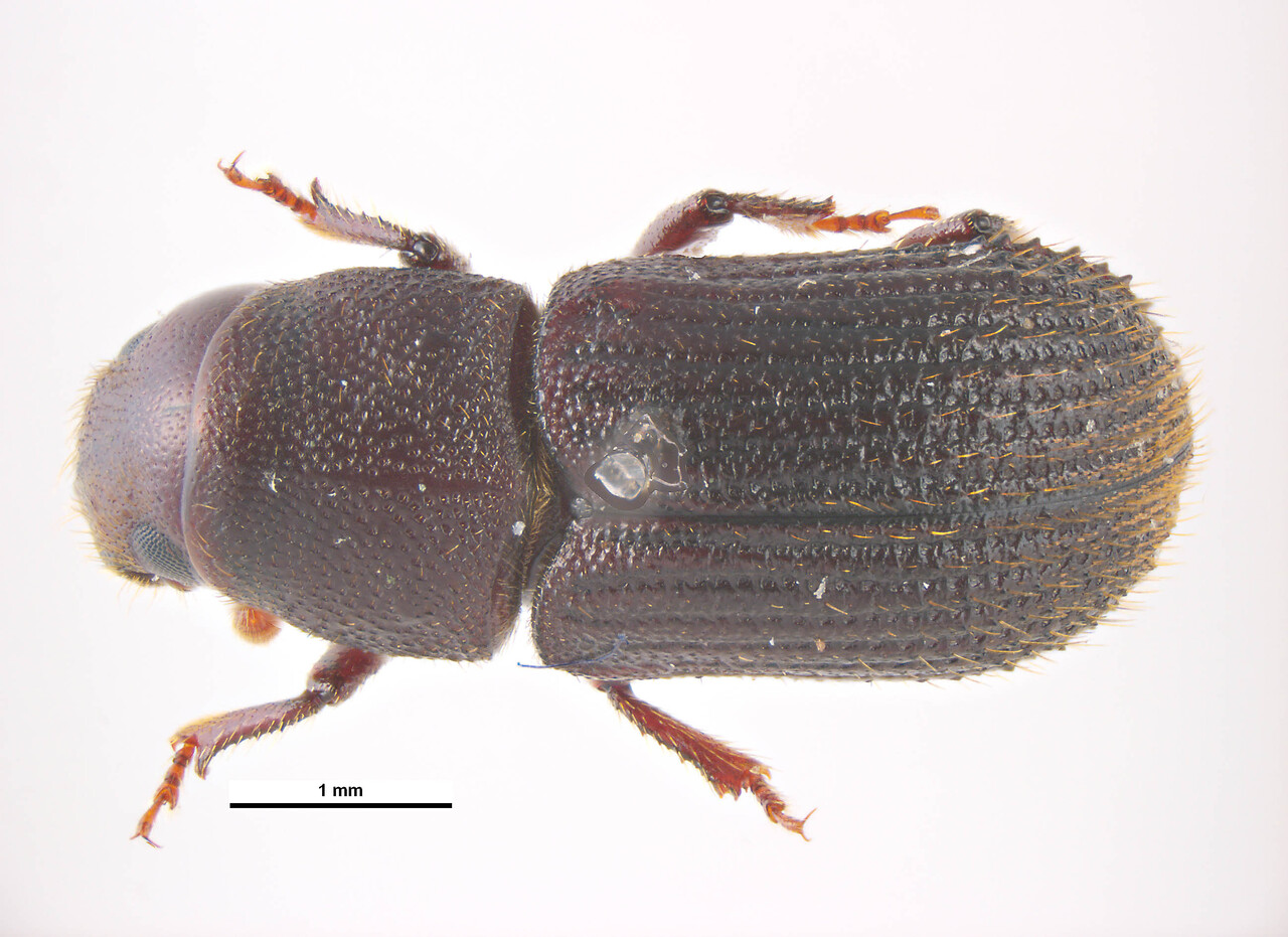 Genus / Species: Pachycotes peregrinus | Image Author: KL Walker | Location: New Zealand, unknown, New Zealand (country / region) | Collection: default value if not specified / valor si no está especificado