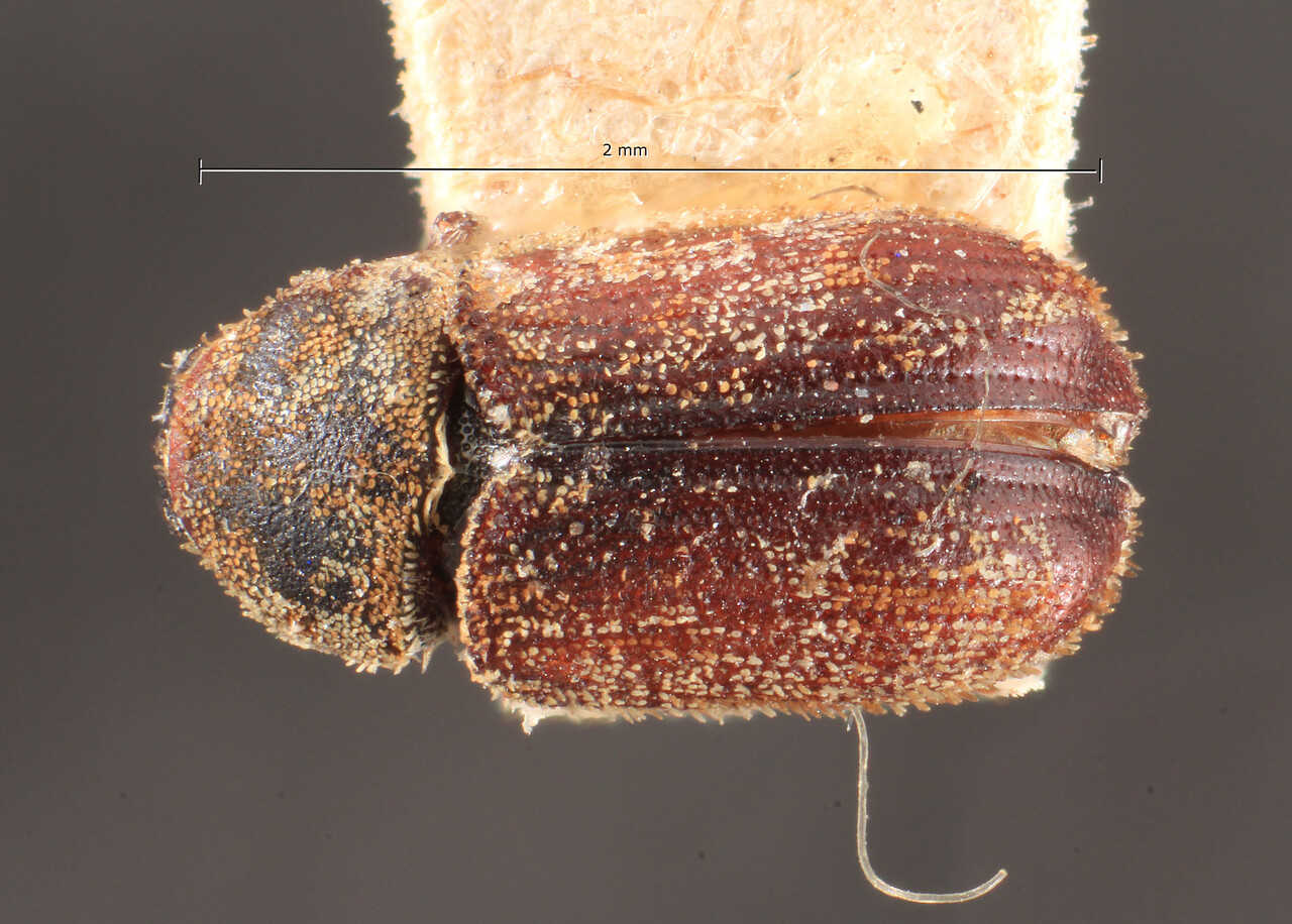 Genus / Species: Xylechinus variegatus | Image Author: TH Atkinson | Location: Chile, unknown, Chile (country / region) | Image Type: holotype | Collection: Institut Royal des Sciences Naturelles