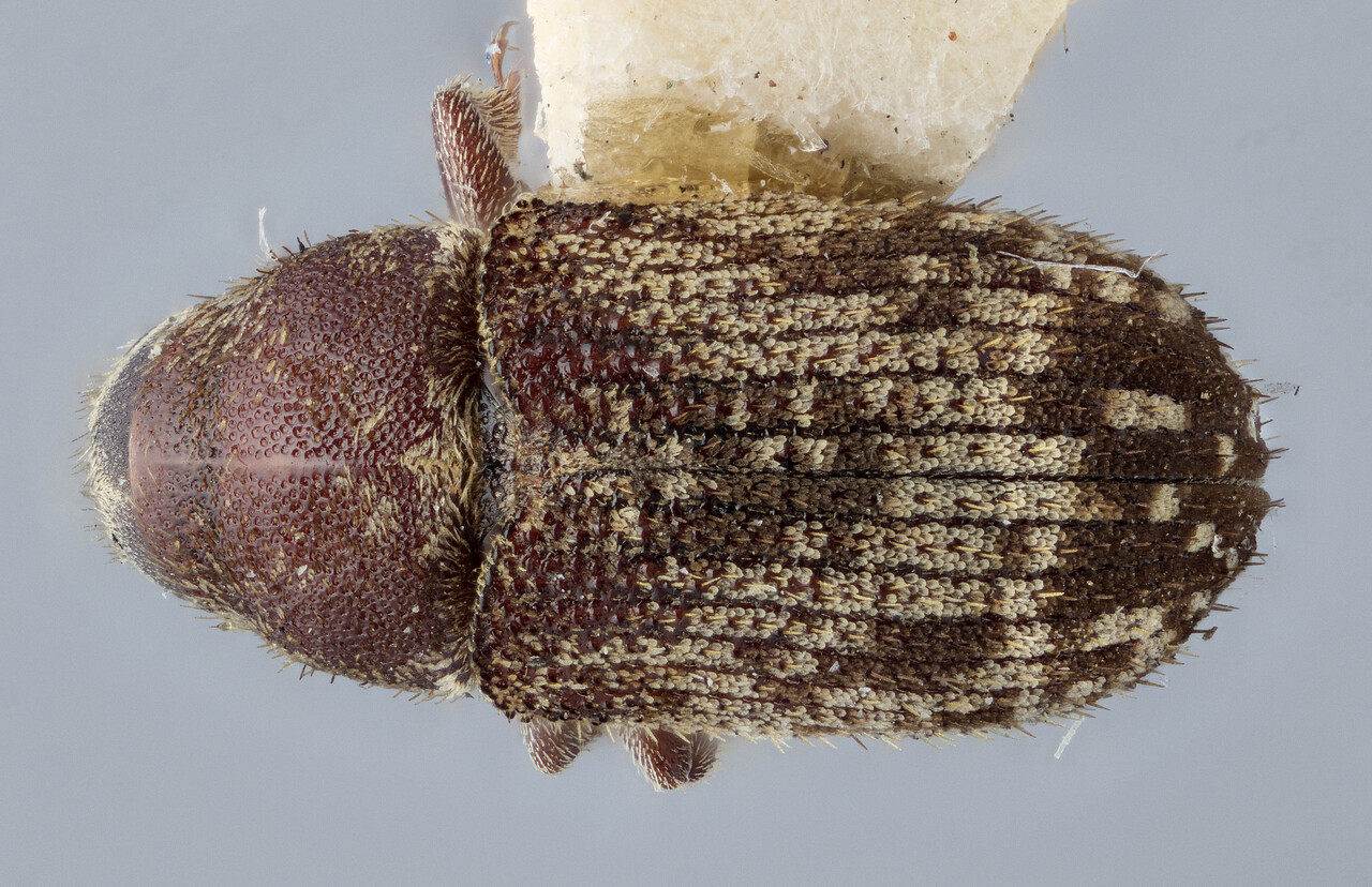 Genus / Species: Pseudohylesinus sericeus | Image Author: J Buffam | Location: Canada, British Columbia, Saanichton | Image Type: lectotype | Collection: Canadian National Collection of Insects, Arachnids and Nematodes