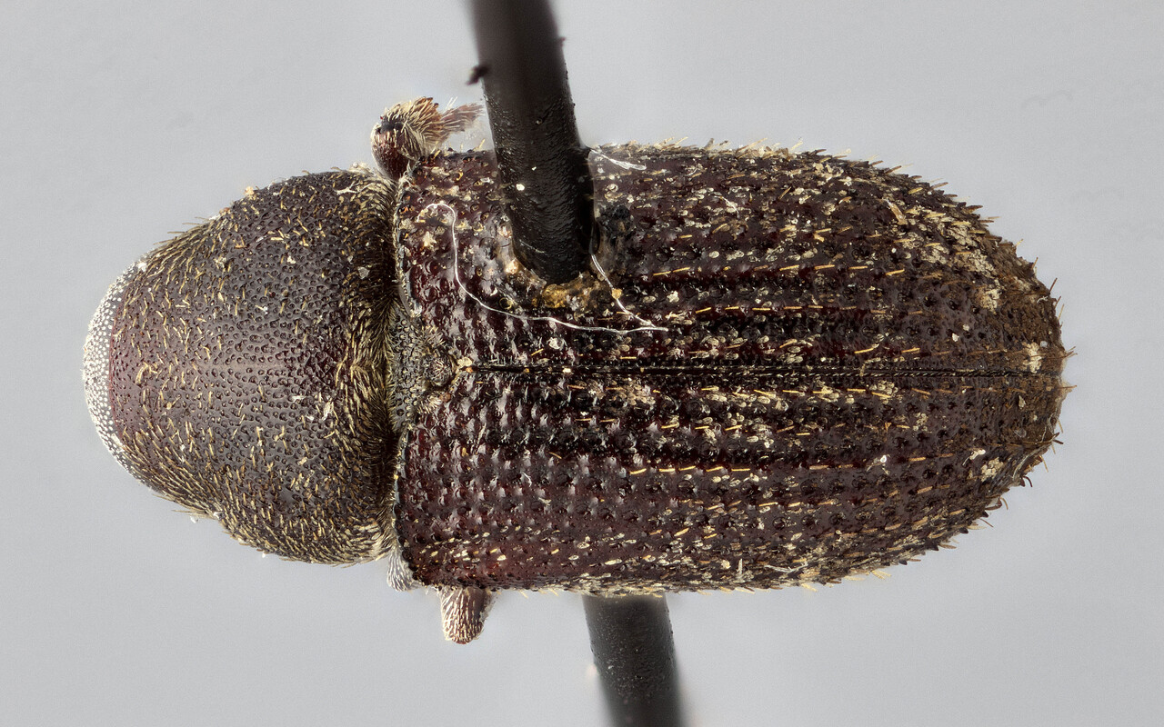 Genus / Species: Pseudohylesinus nobilis | Image Author: J Buffam | Location: United States, Oregon, Santiam N.F. | Image Type: lectotype | Collection: Canadian National Collection of Insects, Arachnids and Nematodes