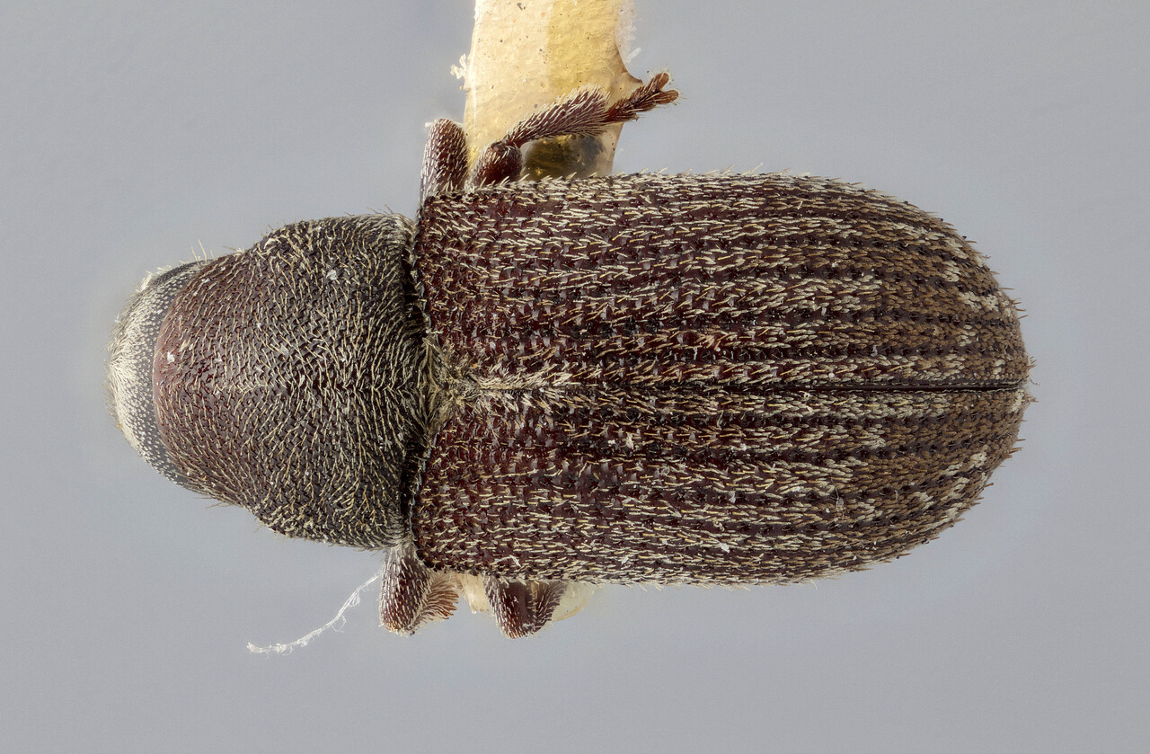 Genus / Species: Pseudohylesinus tsugae | Image Author: J Buffam | Location: Canada, British Columbia, Inverness | Image Type: holotype | Collection: Canadian National Collection of Insects, Arachnids and Nematodes