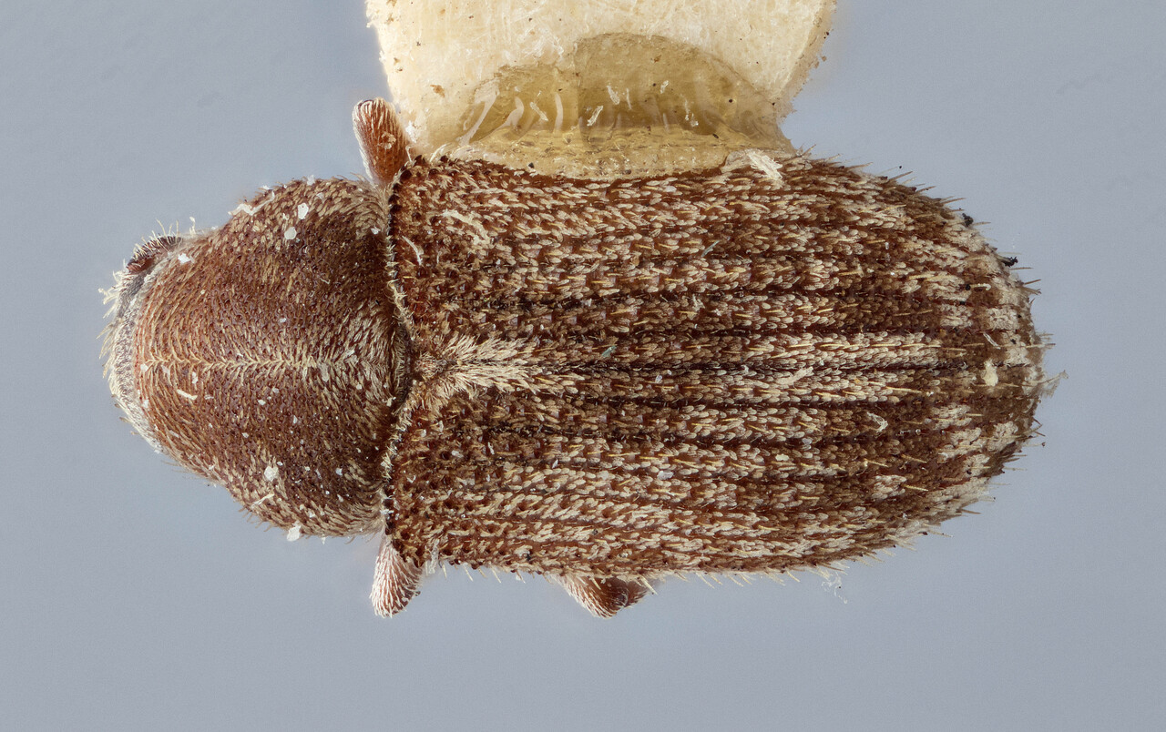 Genus / Species: Pseudohylesinus sitchensis | Image Author: J Buffam | Location: Canada, British Columbia, Menzies Bay | Image Type: holotype | Collection: Canadian National Collection of Insects, Arachnids and Nematodes