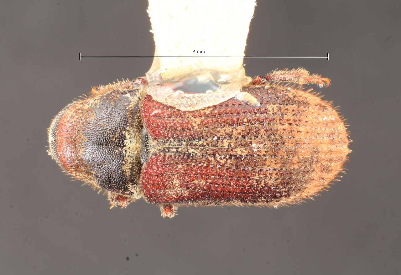 Genus / Species: Pseudohylesinus variegatus | Image Author: TH Atkinson | Location: México, Morelos, Volcan Chichinautzin | Collection: Texas A&M University Insect Collection