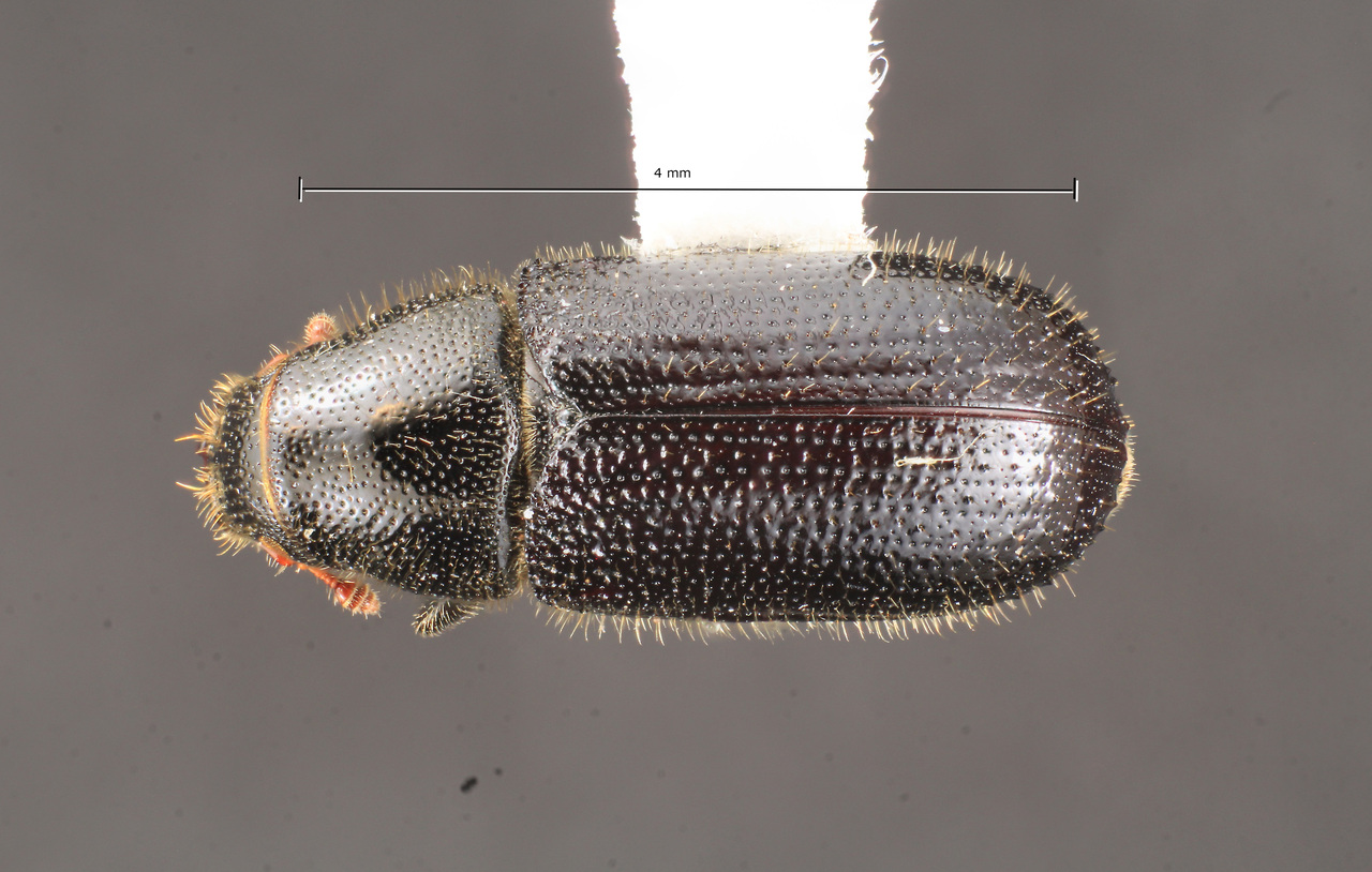 Genus / Species: Tomicus piniperda | Image Author: TH Atkinson | Location: United States, New York, New York (state) | Collection: Texas A&M University Insect Collection