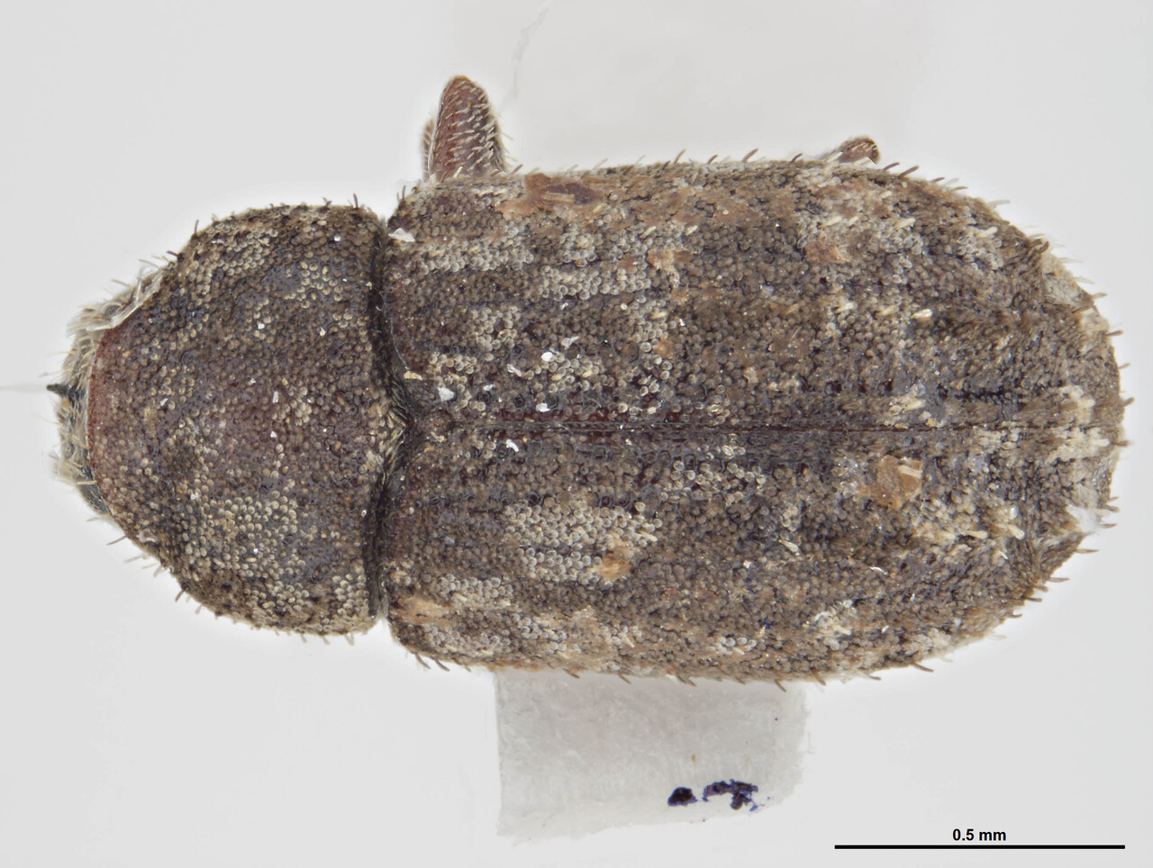 Genus / Species: Xylechinosomus valdivianus | Image Author: S McCaffrey | Location: Chile, Araucanía (IX), P.N. Conhuillio | Collection: default value if not specified / valor si no está especificado