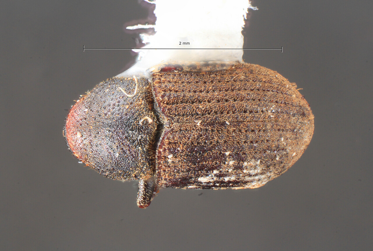 Genus / Species: Xylechinus avarus | Image Author: TH Atkinson | Location: Panamá, Chiriquí, Reserva la Fortuna | Collection: Texas A&M University Insect Collection