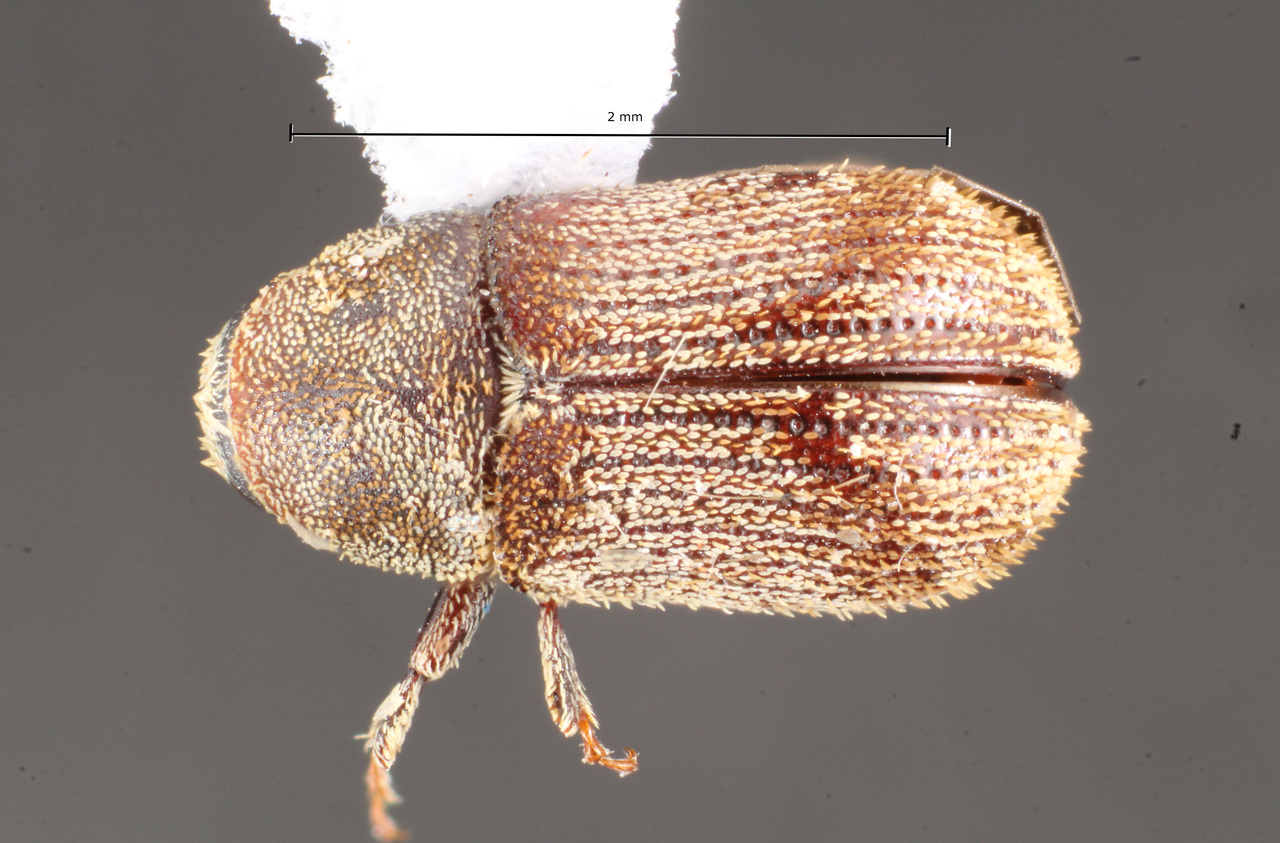 Genus / Species: Xylechinus freiburgi | Image Author: TH Atkinson | Location: Brazil, Paraná, Apurucana | Collection: Faculdade de Engenharia