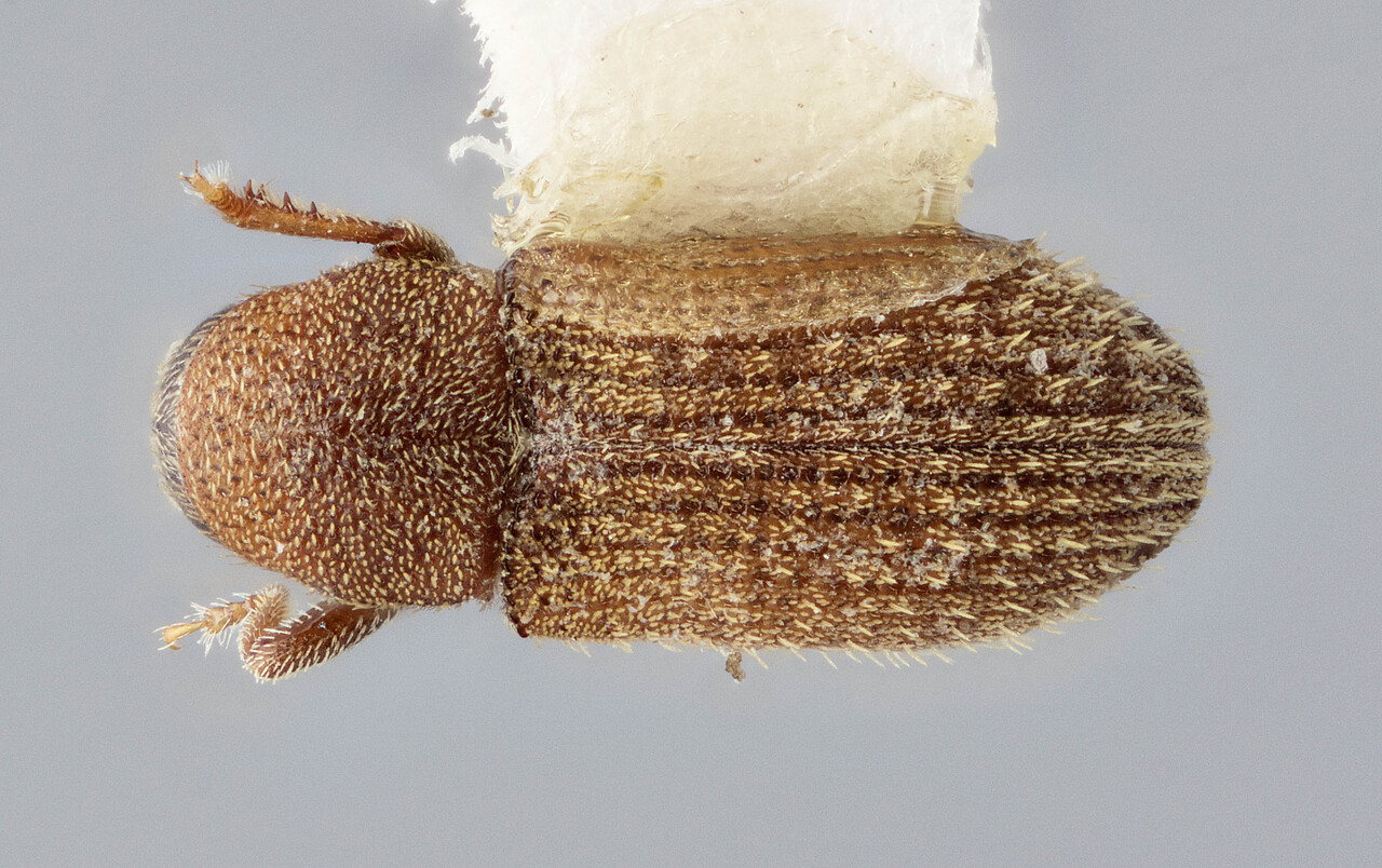 Genus / Species: Xylechinus mexicanus | Image Author: J Buffam | Location: México, Chiapas, Yerba Buena, 20 mi N Bochil | Image Type: holotype | Collection: Canadian National Collection of Insects, Arachnids and Nematodes