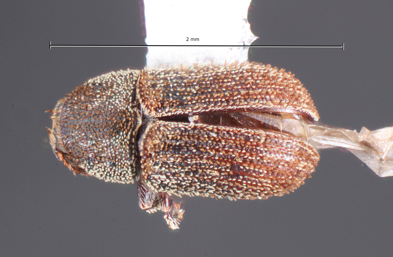 Genus / Species: Xylechinus nahueliae | Image Author: TH Atkinson | Location: Argentina, Chubut, Lago Futalaufquen | Collection: California State Collection of Arthropods