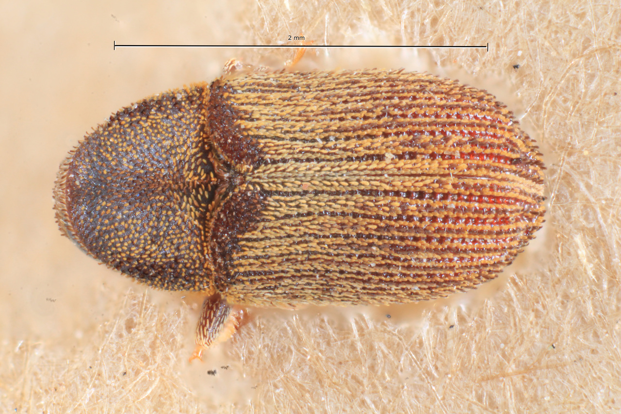 Genus / Species: Xylechinus nigrosetosus | Image Author: TH Atkinson | Location: Argentina, Nequén, Neuquén Mtns. | Image Type: syntype | Collection: Museo Argentino de Ciencias Naturales