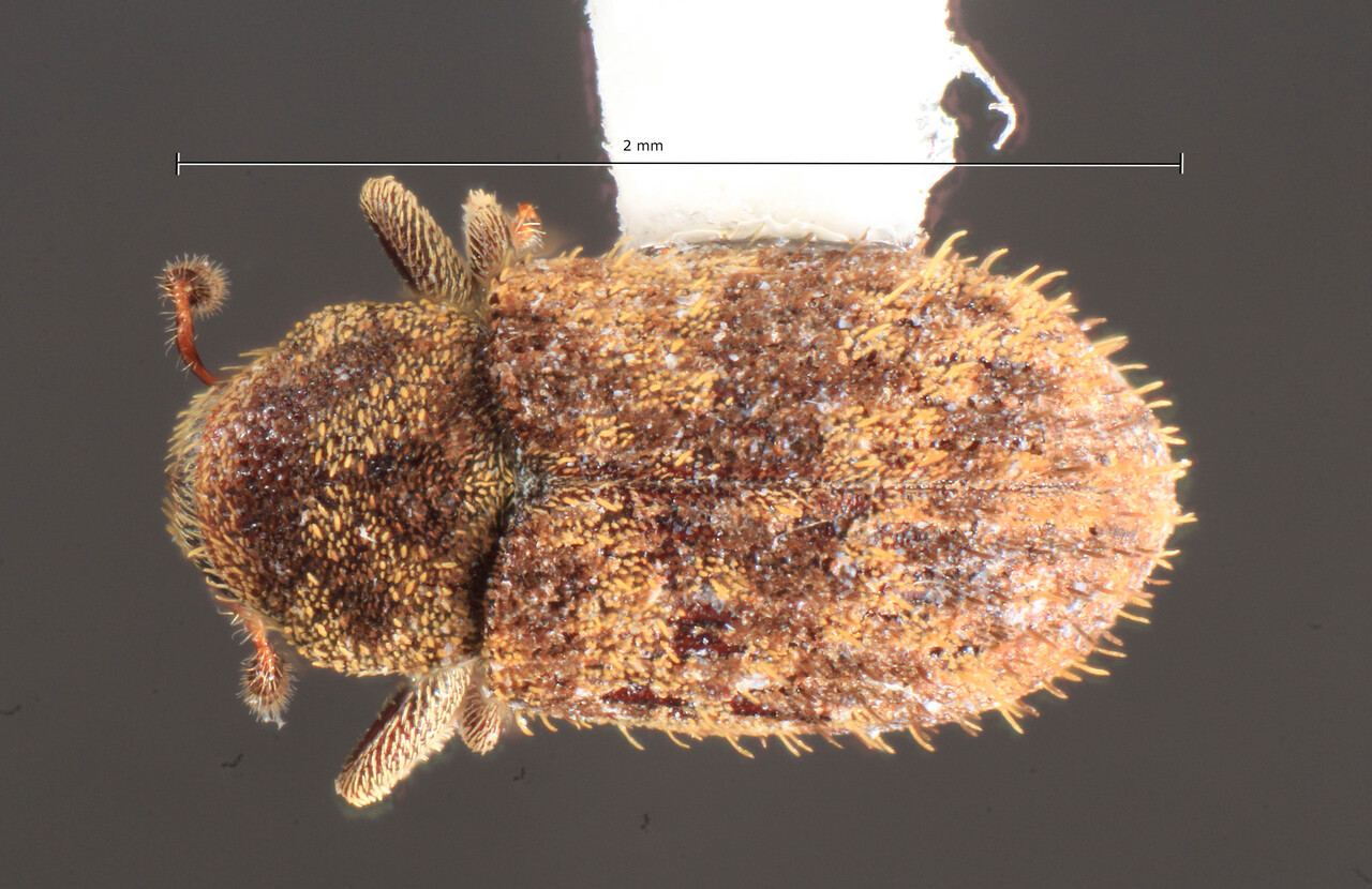 Genus / Species: Xylechinus tessellatus | Image Author: TH Atkinson | Location: México, Chiapas, Villa Corzo | Collection: University of Texas Insect Collection
