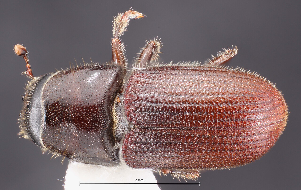 Genus / Species: Dendroctonus barberi | Image Author: TH Atkinson | Location: United States, Arizona, Hualapai Mtn. park | Collection: T.H. Atkinson, synoptic collection