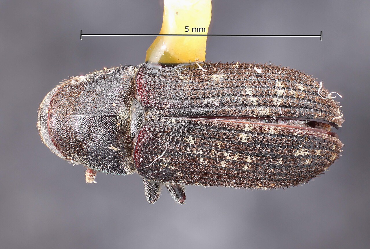 Genus / Species: Pseudohylesinus magnus | Image Author: TH Atkinson | Location: México, Michoacán, Cd. Hidalgo, 40 km W | Image Type: holotype | Collection: Snow Entomological Museum, Univ. Kansas
