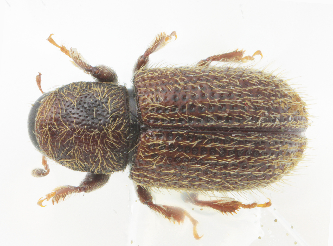 Genus / Species: Vorontsovia andina | Image Author: AV Petrov | Location: Perú, Junin, Calabaza Apalla to Huacamachay | Image Type: holotype | Collection: Zoological Museum, Moscow State University