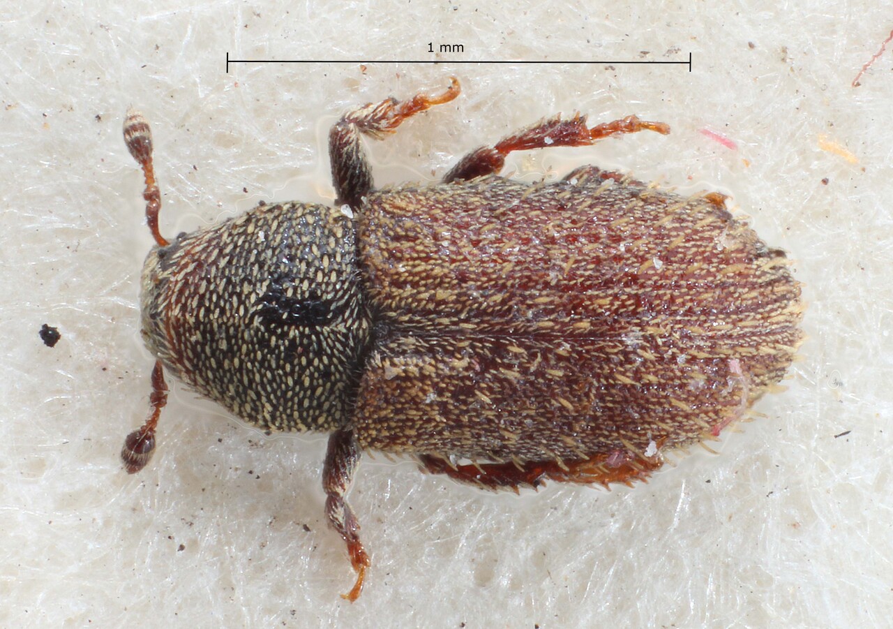 Genus / Species: Xylechinus marmoratus | Image Author: TH Atkinson | Location: Guatemala, Sacatepéquez, Capetillo | Image Type: lectotype | Collection: British Museum (Natural History)