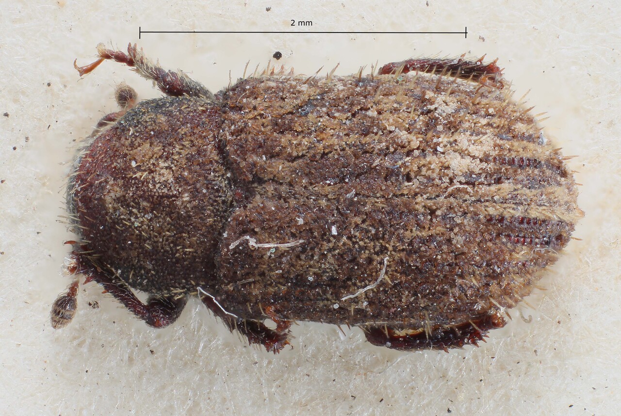 Genus / Species: Xylechinus scabiosus | Image Author: TH Atkinson | Location: Guatemala, Escuintla, Volcán del Agua | Image Type: lectotype | Collection: British Museum (Natural History)