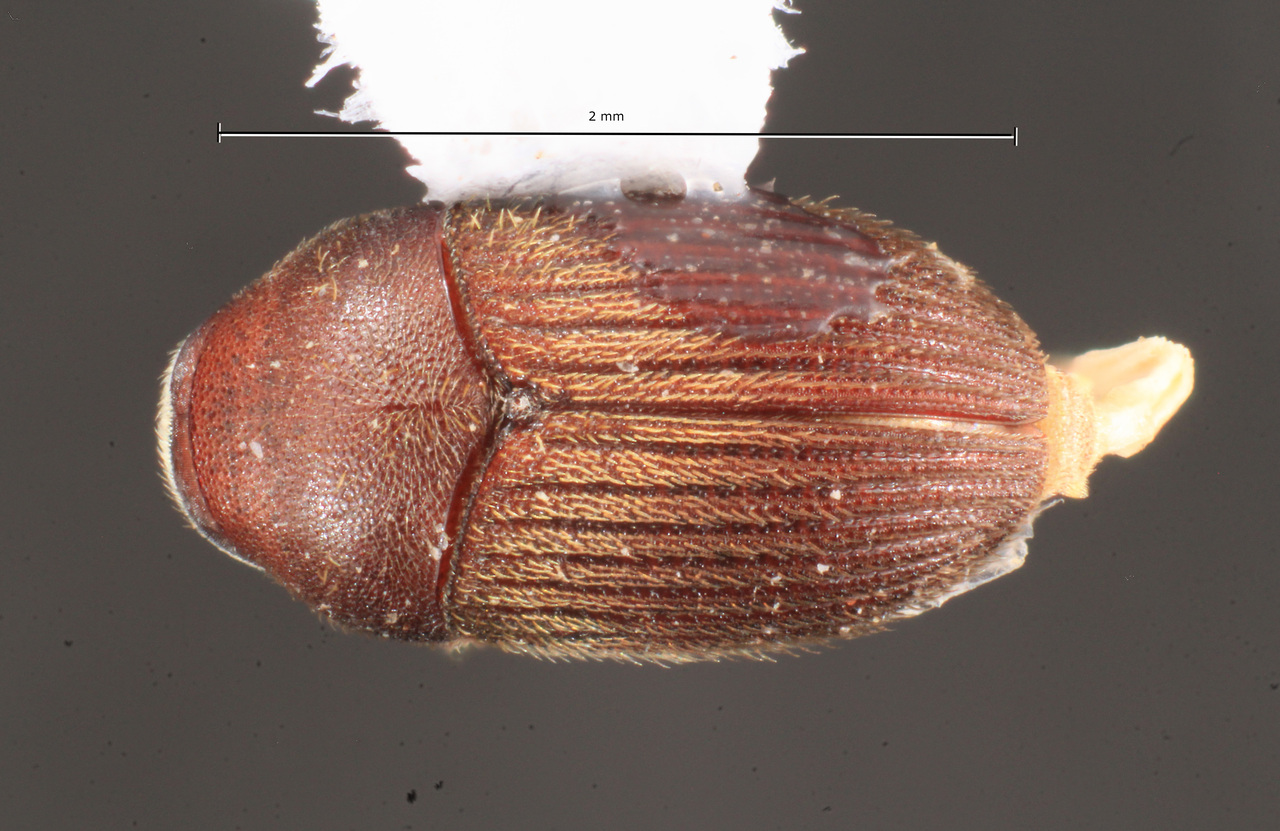 Genus / Species: Phrixosoma obesum | Image Author: TH Atkinson | Location: Brazil, Pernambuco, Recife | Collection: University of Texas Insect Collection