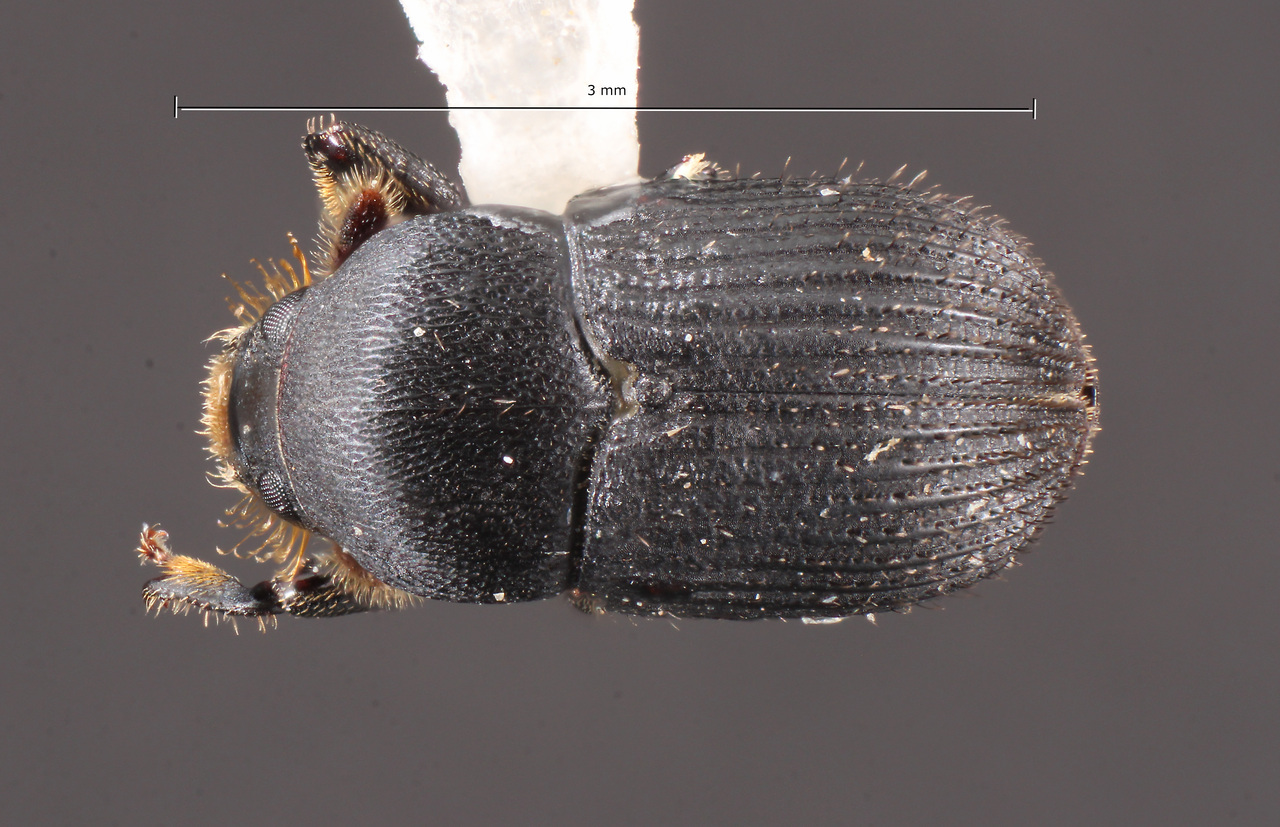 Genus / Species: Bothrosternus definitus | Image Author: TH Atkinson | Location: México, Chiapas, Metzabok | Collection: University of Texas Insect Collection