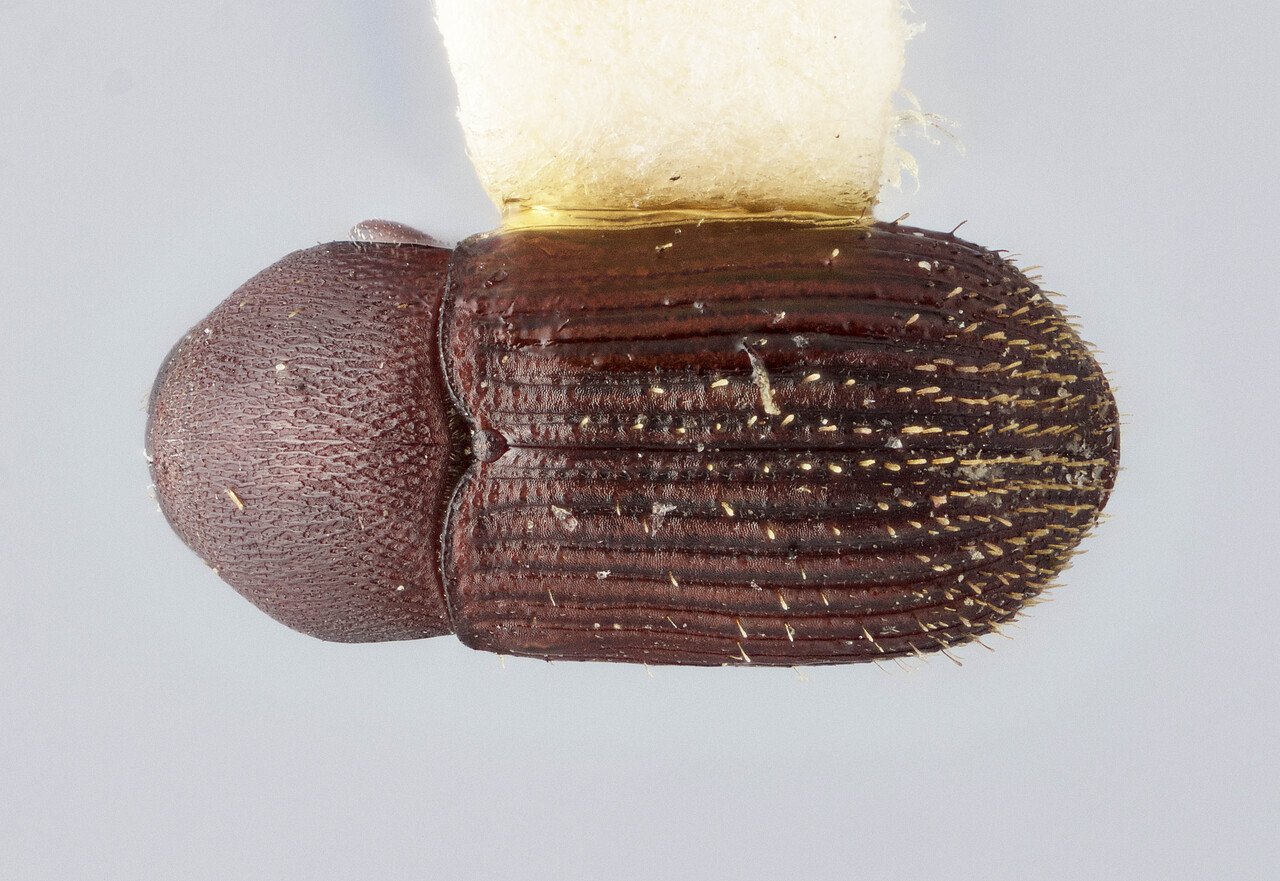 Genus / Species: Bothrosternus isolatus | Image Author: J Buffam | Location: Jamaica, Clydesdale | Image Type: holotype | Collection: Canadian National Collection of Insects, Arachnids and Nematodes