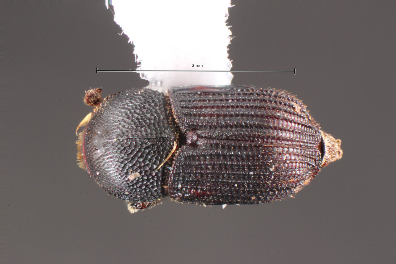 Genus / Species: Bothrosternus rudis | Image Author: TH Atkinson | Location: Brazil, Mato Grosso do Sul, Três Lagoas | Image Type: holotype | Collection: Faculdade de Engenharia