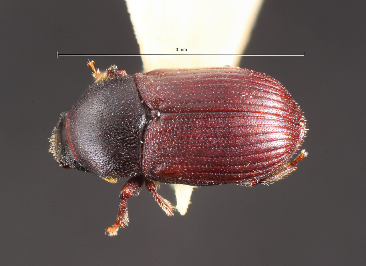 Genus / Species: Bothrosternus subopacus | Image Author: TH Atkinson | Location: Brazil, Santa Catarina, Nova Teutonia | Image Type: holotype | Collection: Naturhistorisches Museum Wien