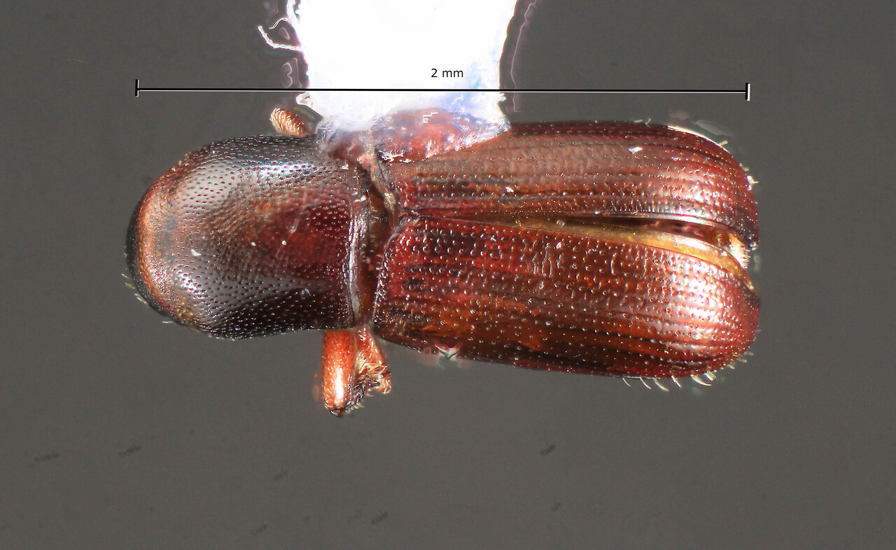 Genus / Species: Cnesinus dividuus | Image Author: TH Atkinson | Location: Brazil, São Paulo, Três Fronterias | Collection: University of Texas Insect Collection