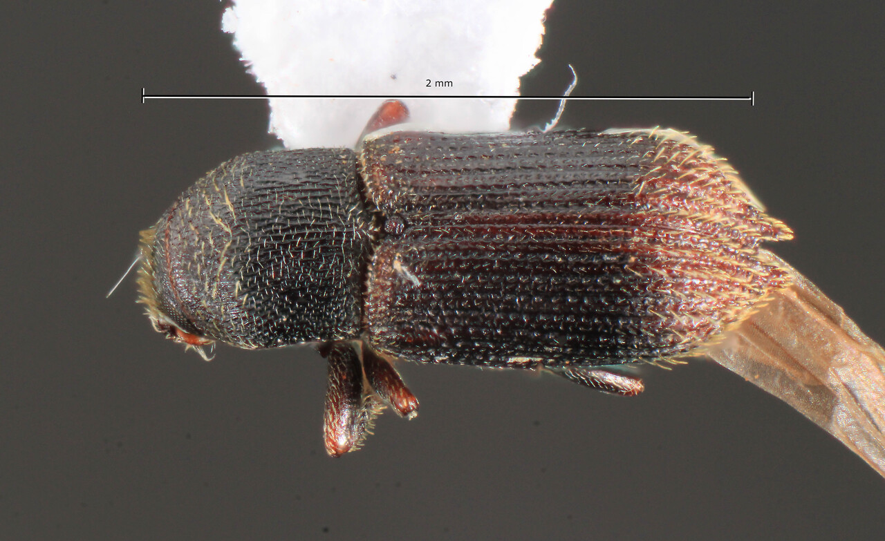 Genus / Species: Cnesinus bispinatus | Image Author: TH Atkinson | Location: Brazil, Minas Gerais, São Roque de Minas | Collection: University of Texas Insect Collection