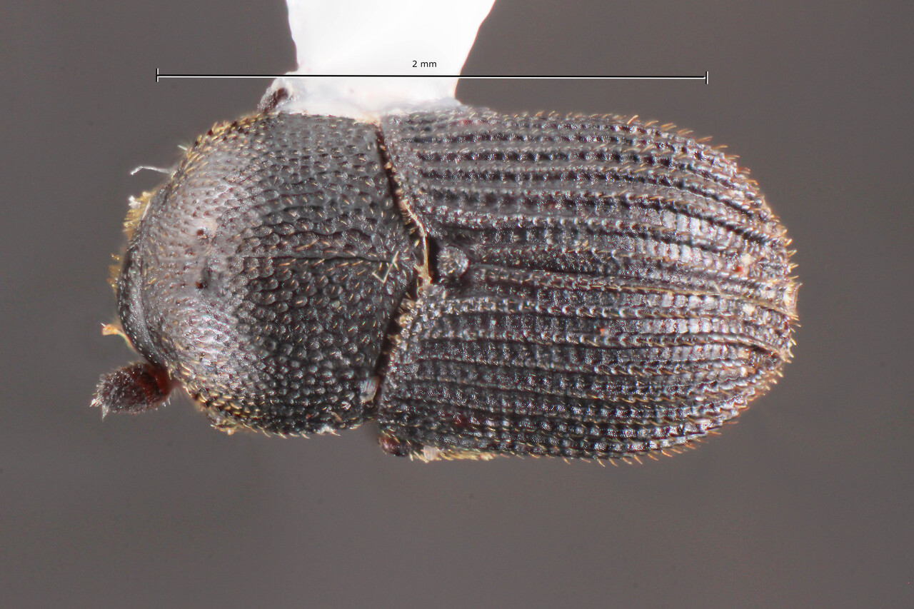 Genus / Species: Cortisinus lobatus | Image Author: TH Atkinson | Location: Brazil, Mato Grosso do Sul, Selvíria | Collection: Faculdade de Engenharia