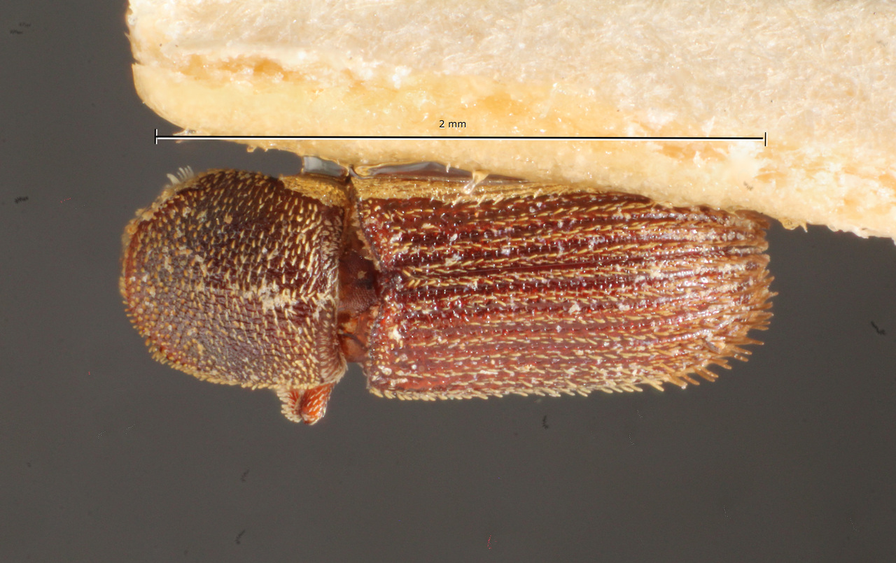 Genus / Species: Cnesinus advena | Image Author: TH Atkinson | Location: Brazil, Mato Grosso, Utiariti | Image Type: holotype | Collection: Museo de Zoologia