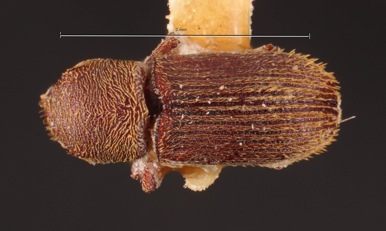 Genus / Species: Cnesinus ampliatus | Image Author: TH Atkinson | Location: Argentina, Buenos Aires, Isla Martín Garcia | Image Type: lectotype | Collection: Naturhistorisches Museum Wien