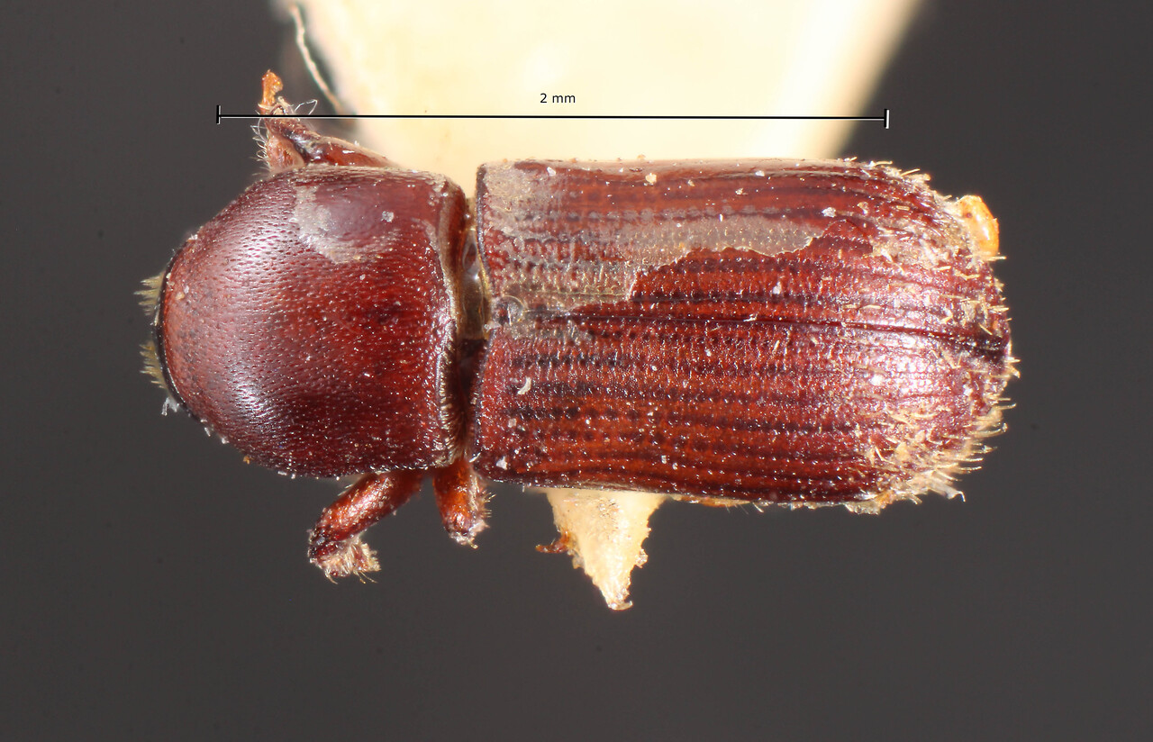 Genus / Species: Cnesinus amplipennis | Image Author: TH Atkinson | Location: Brazil, Santa Catarina, Nova Teutonia | Image Type: holotype | Collection: Naturhistorisches Museum Wien