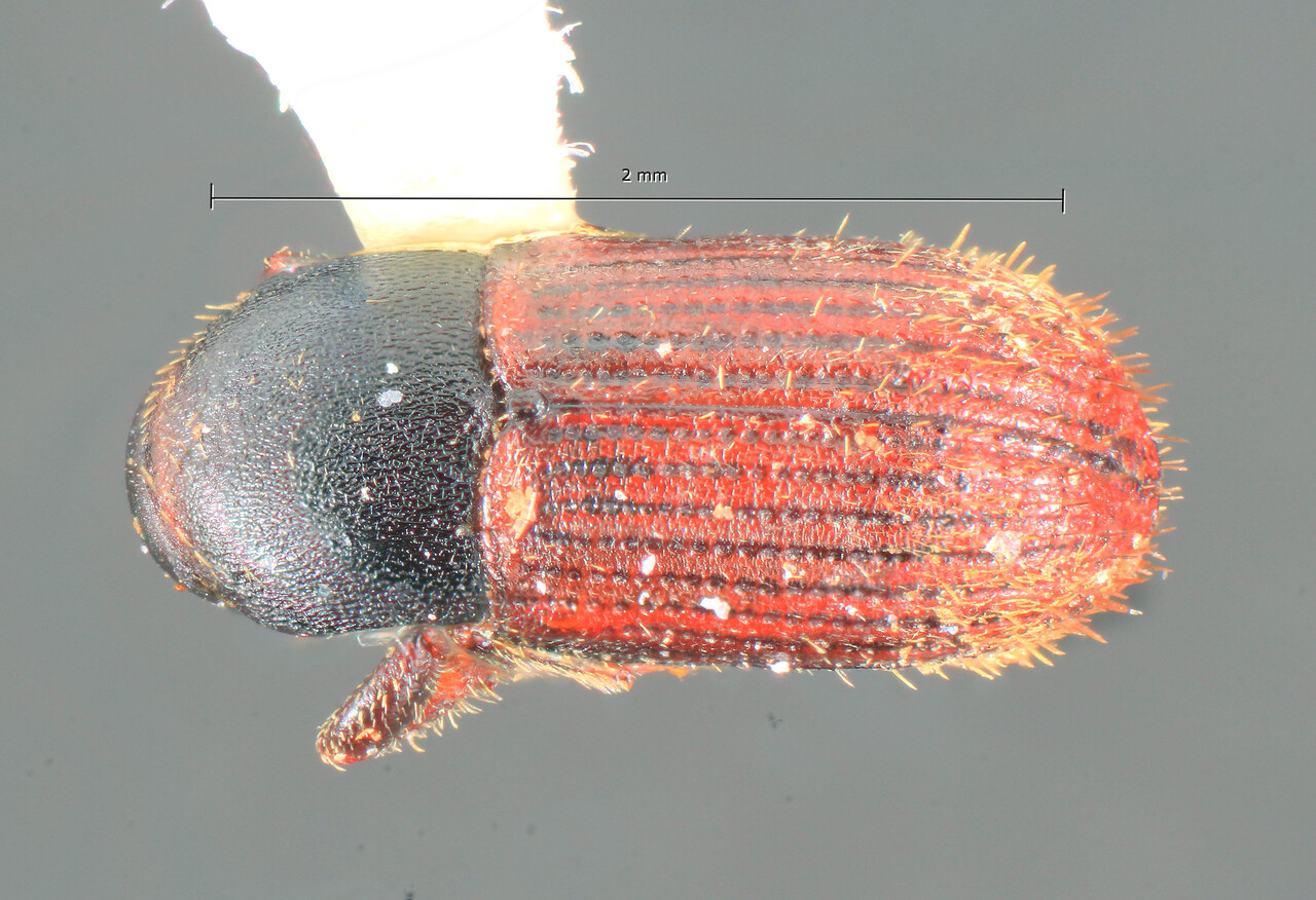 Genus / Species: Cnesinus amplus | Image Author: TH Atkinson | Location: Rep. Dominicana, La Vega, La Cienega (vic.) | Image Type: holotype | Collection: Florida State Collection of Arthropods