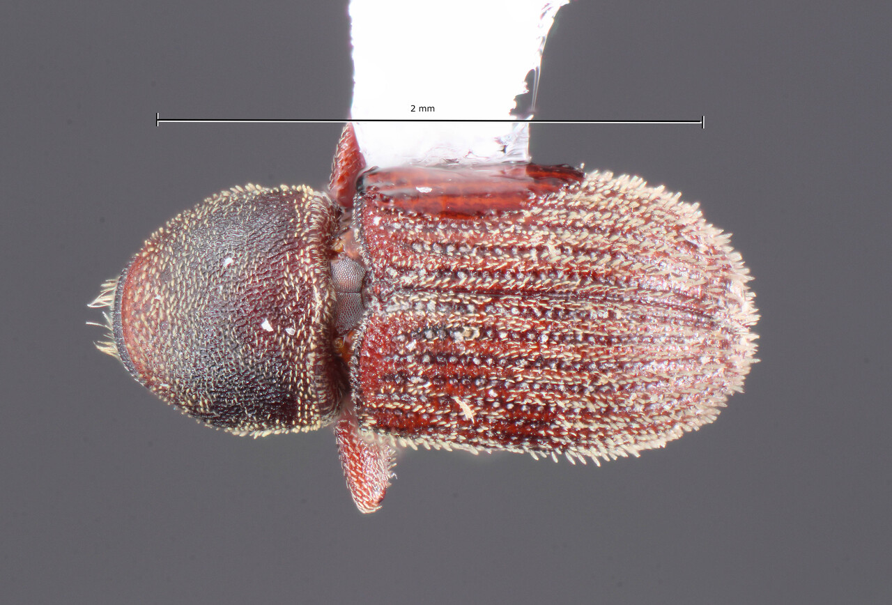 Genus / Species: Cnesinus annectens | Image Author: TH Atkinson | Location: Honduras, Francisco Morazán, Talanga | Collection: California State Collection of Arthropods