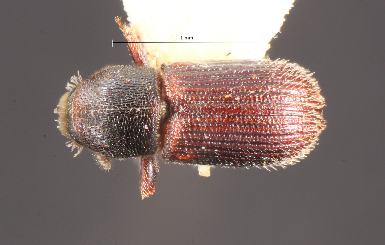 Genus / Species: Cnesinus bicinctus | Image Author: TH Atkinson | Location: Brazil, Santa Catarina, Nova Teutonia | Image Type: lectotype | Collection: Naturhistorisches Museum Wien