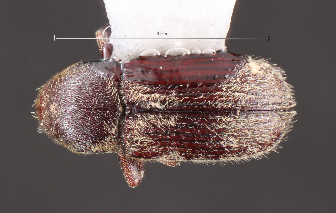 Genus / Species: Cnesinus bicornus | Image Author: TH Atkinson | Location: México, Oaxaca, Hwy 175, 6.3 km N jct hwy 190 | Collection: Centro de Entomología y Acarología