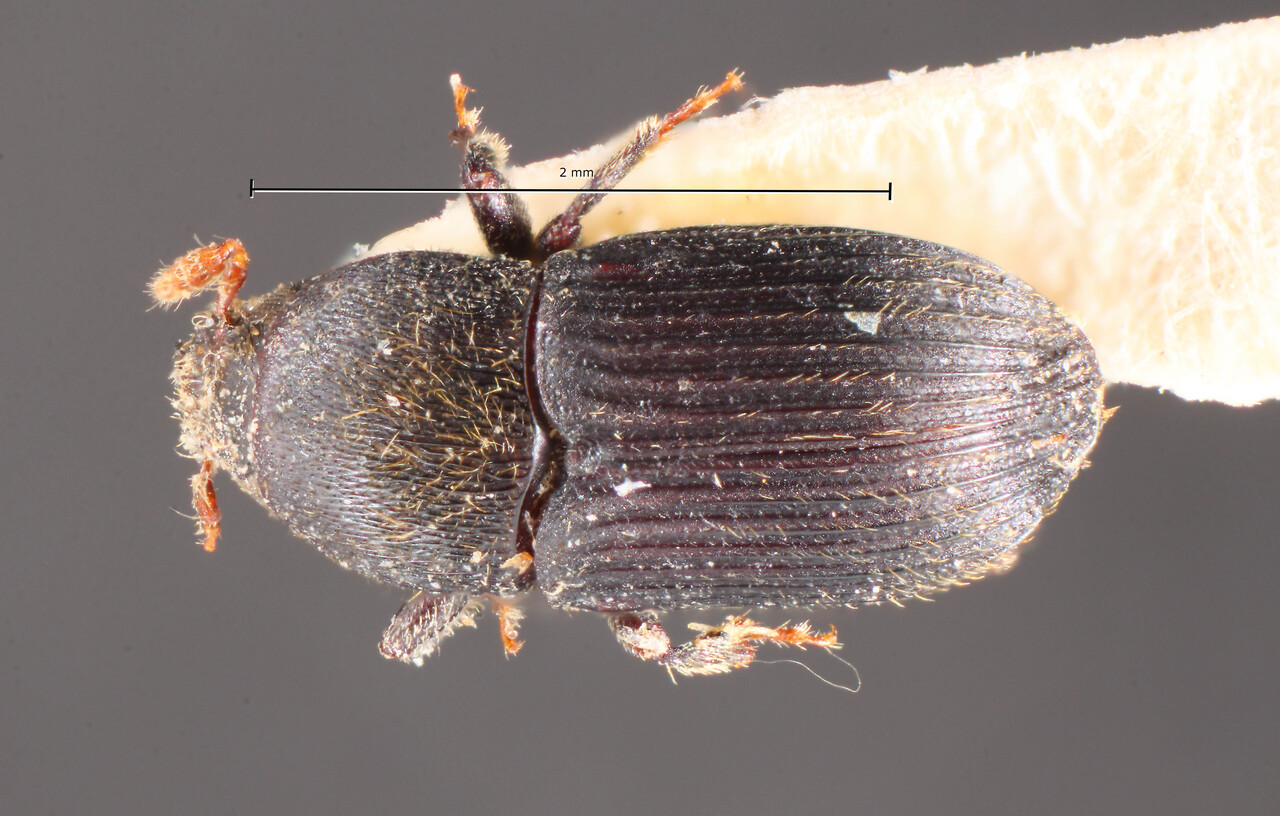 Genus / Species: Sternobothrus bicostatus | Image Author: TH Atkinson | Location: Costa Rica, Cartago, Turrialba | Image Type: holotype | Collection: Naturhistorisches Museum Wien
