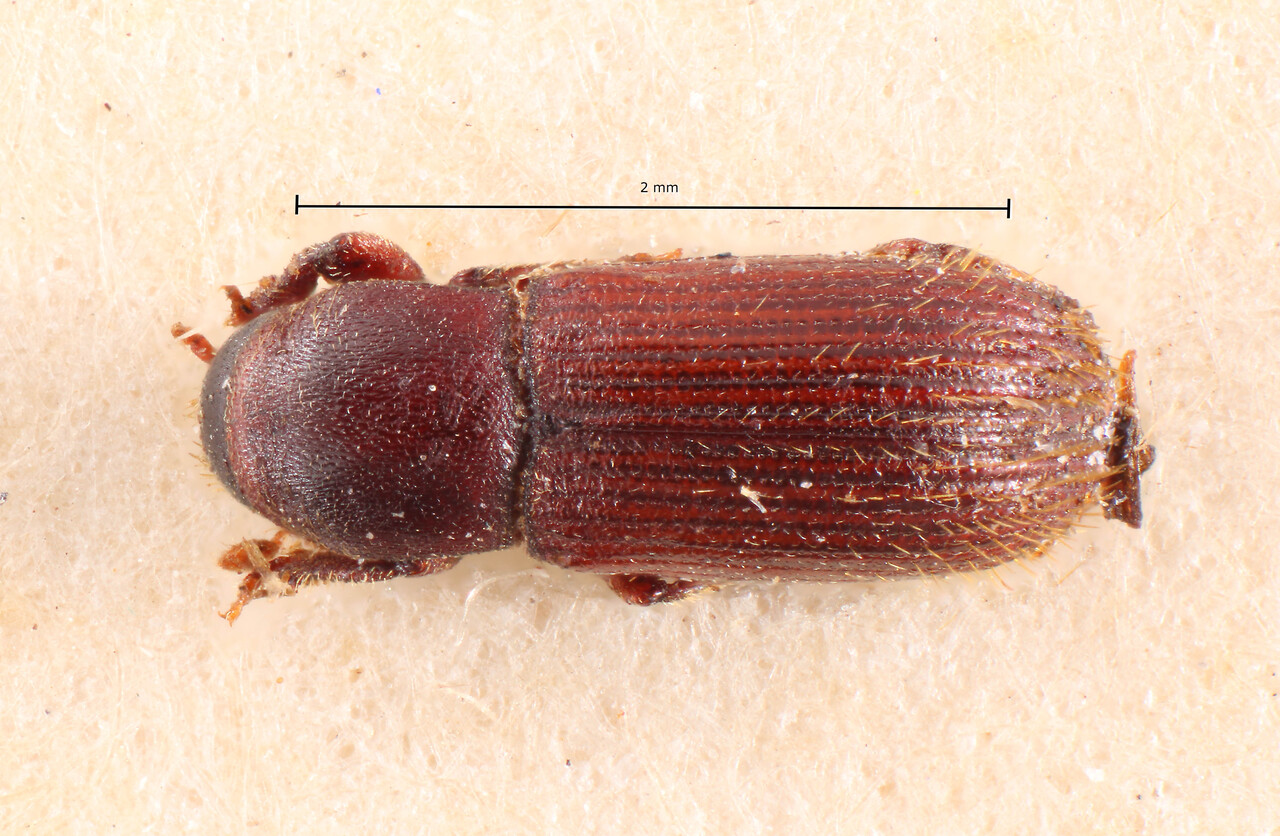 Genus / Species: Cnesinus bisulcatus | Image Author: TH Atkinson | Location: Colombia, unknown, Colombia (country / region) | Image Type: holotype | Collection: Naturhistorisches Museum Wien