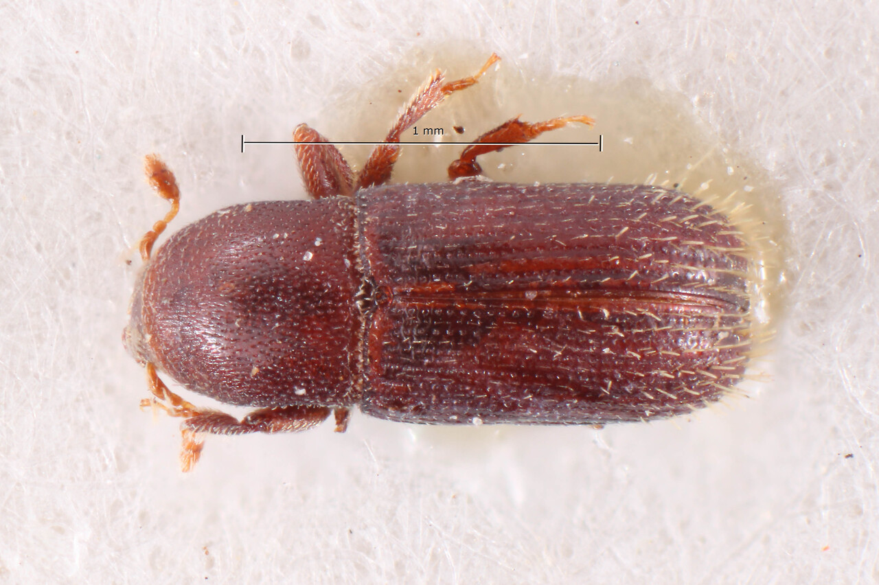 Genus / Species: Cnesinus bituberculatus | Image Author: TH Atkinson | Location: Brazil, Santa Catarina, Nova Teutonia | Image Type: allotype | Collection: Naturhistorisches Museum Wien