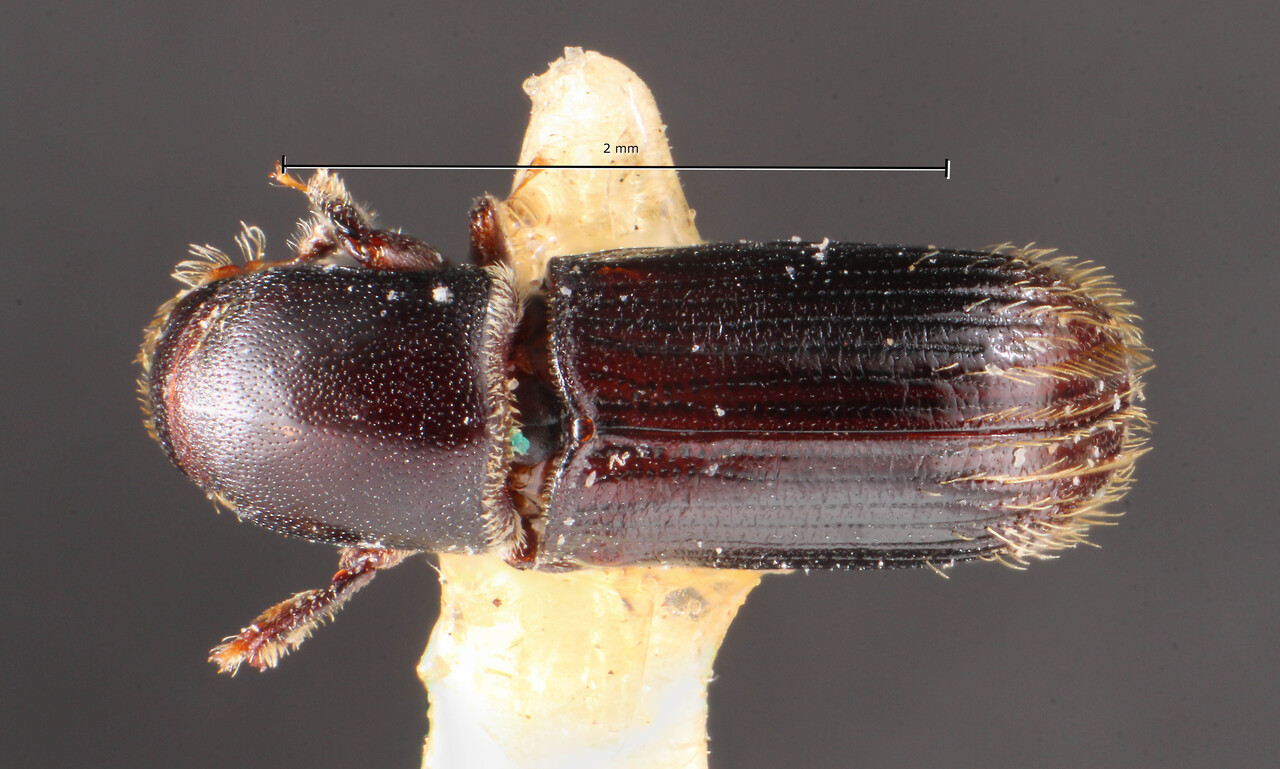Genus / Species: Cnesinus carbonarius | Image Author: TH Atkinson | Location: Brazil, unknown, Brazil (country / region) | Image Type: holotype | Collection: Naturhistorisches Museum Wien