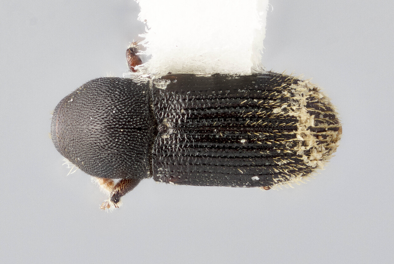 Genus / Species: Cnesinus coracinus | Image Author: J Buffam | Location: México, Chiapas, Simojovel, 8 km S | Image Type: holotype | Collection: Canadian National Collection of Insects, Arachnids and Nematodes