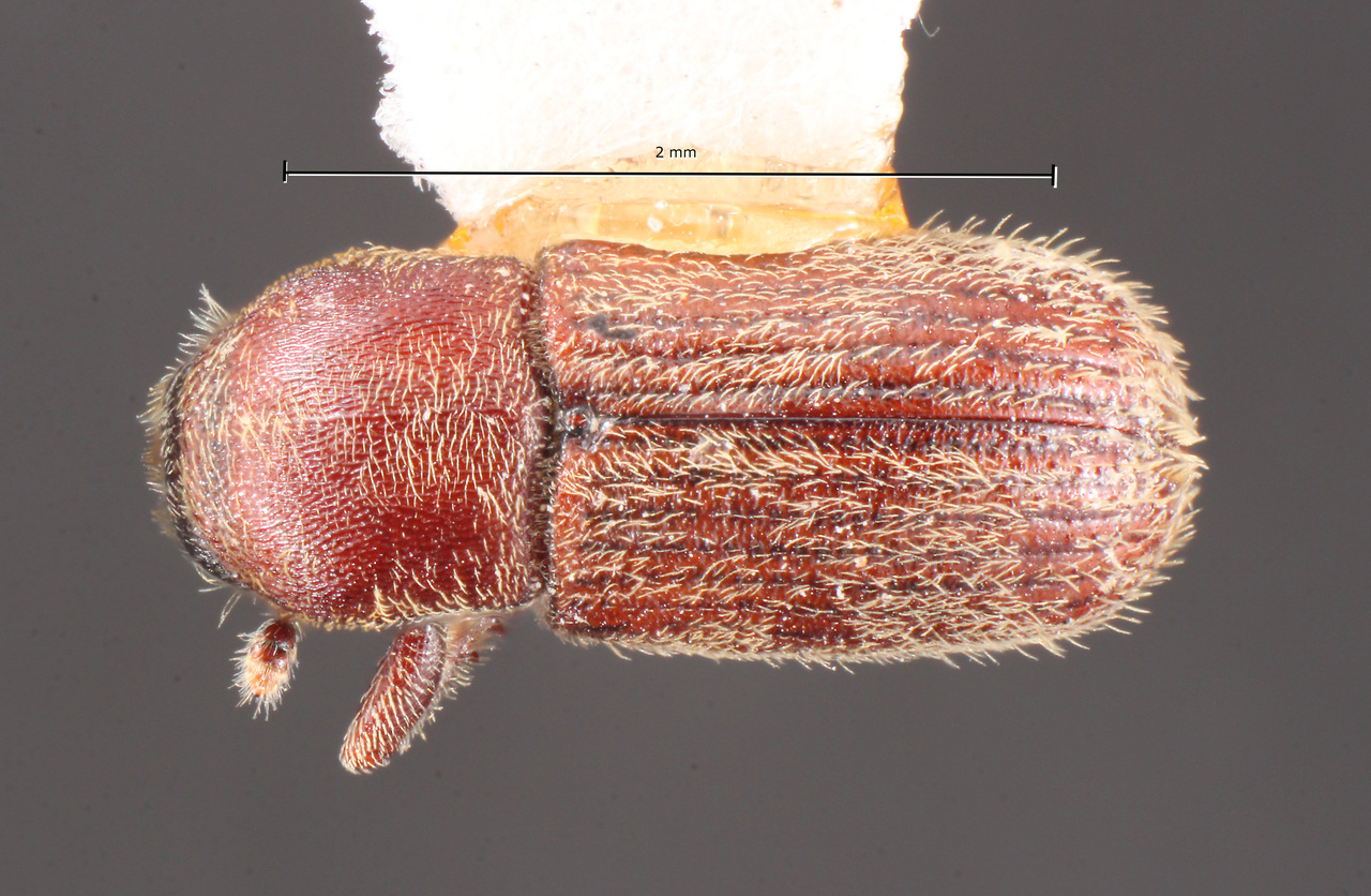 Genus / Species: Cnesinus cornutus | Image Author: TH Atkinson | Location: México, Morelos, Sn. Juan Tlacotenco | Collection: Centro de Entomología y Acarología