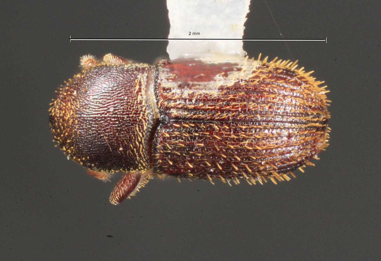 Genus / Species: Cnesinus degener | Image Author: TH Atkinson | Location: México, Chiapas, Metzabok | Collection: University of Texas Insect Collection