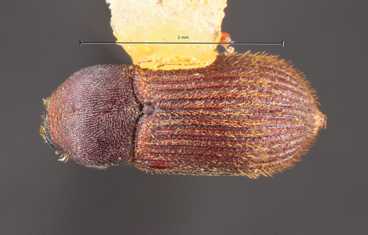 Genus / Species: Cnesinus equihuai | Image Author: TH Atkinson | Location: México, Veracruz, Jilotepec | Collection: Centro de Entomología y Acarología