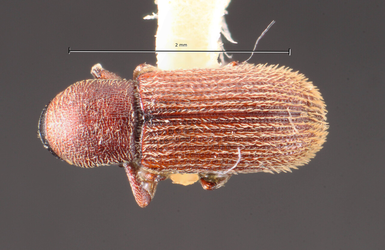 Genus / Species: Cnesinus setulosus | Image Author: TH Atkinson | Location: México, Chiapas, Comitán | Image Type: holotype | Collection: Naturhistorisches Museum Wien