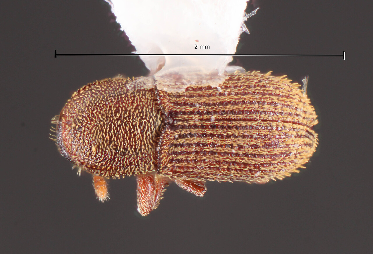 Genus / Species: Cnesinus hispidulosus | Image Author: TH Atkinson | Location: Brazil, Maranhão, Itinga do Maranhão | Image Type: holotype | Collection: Faculdade de Engenharia