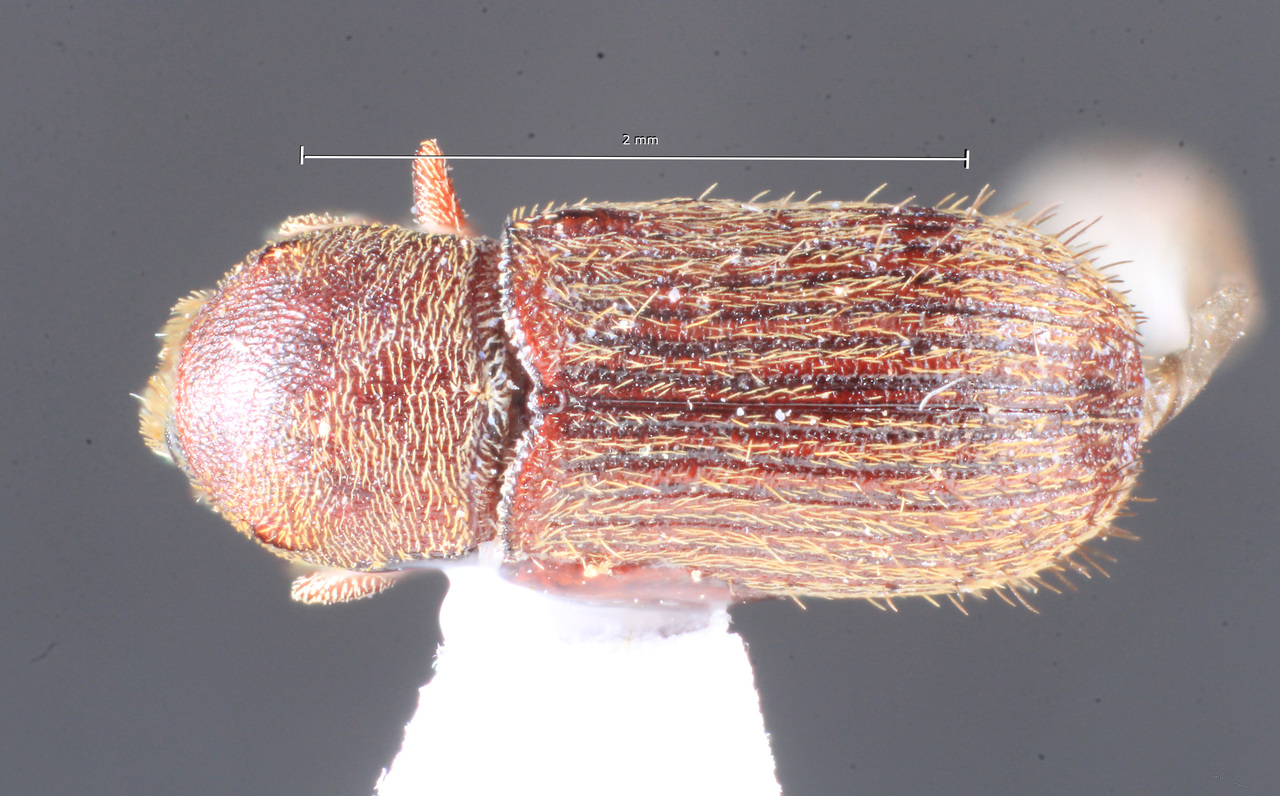 Genus / Species: Cnesinus hispidus | Image Author: TH Atkinson | Location: Argentina, Tucumán, Sauce Huacho | Collection: Instituto Fundación Miguel Lillo