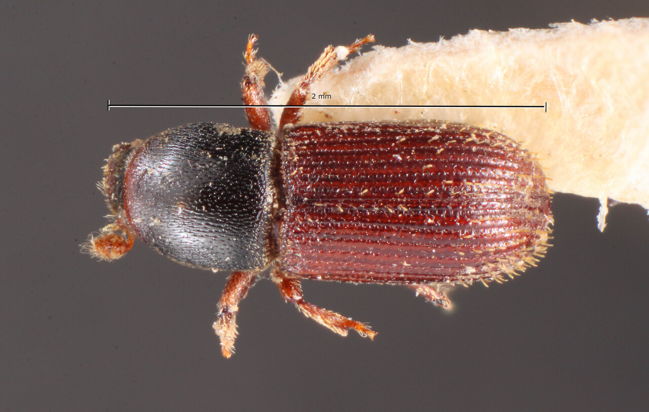 Genus / Species: Cnesinus intermedius | Image Author: TH Atkinson | Location: Costa Rica, Cartago, Turrialba | Image Type: holotype | Collection: Naturhistorisches Museum Wien