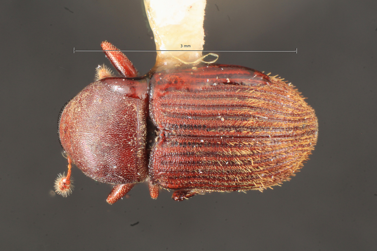 Genus / Species: Cnesinus lecontei | Image Author: TH Atkinson | Location: Costa Rica, San José, San Isidro del General | Collection: Texas A&M University Insect Collection