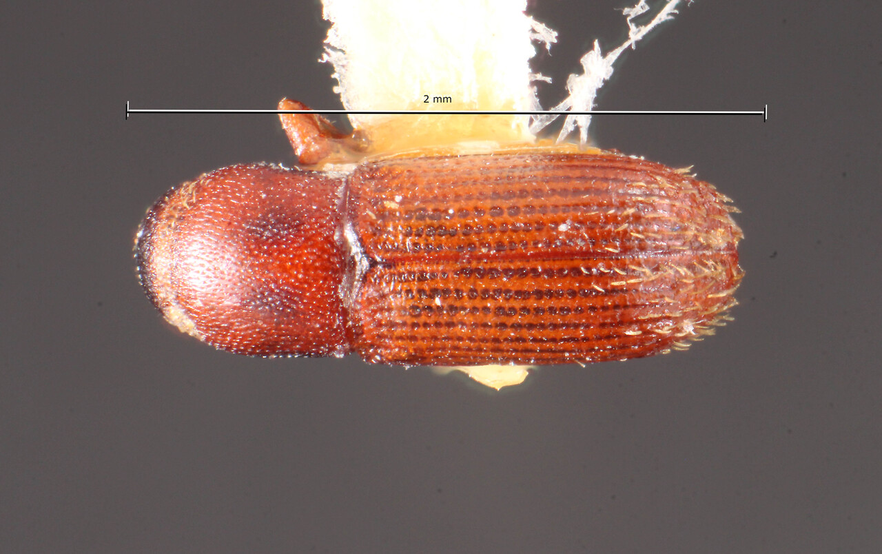 Genus / Species: Cnesinus minusculus | Image Author: TH Atkinson | Location: Venezuela, Aragua, Colonia Tovar | Image Type: holotype | Collection: Naturhistorisches Museum Wien